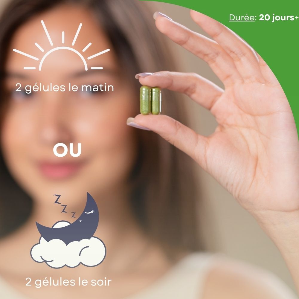Reishi VITALIS Booster - Pur Extrait de Champignon